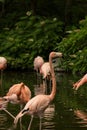 Pink Flamingos