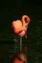 Pink flamingos in a pond