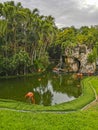 Pink flamingos in pond lake in luxury resort in Mexico Royalty Free Stock Photo