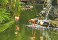 Pink flamingos in pond lake in luxury resort in Mexico Royalty Free Stock Photo