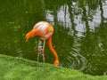 Pink flamingos in pond lake in luxury resort in Mexico Royalty Free Stock Photo