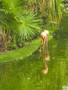 Pink flamingos in pond lake in luxury resort in Mexico Royalty Free Stock Photo