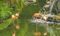 Pink flamingos in pond lake in luxury resort in Mexico Royalty Free Stock Photo