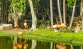 Pink flamingos in pond lake in luxury resort in Mexico Royalty Free Stock Photo