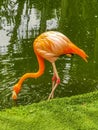 Pink flamingos in pond lake in luxury resort in Mexico Royalty Free Stock Photo