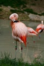 Pink flamingos on a pond