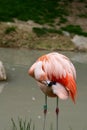 Pink flamingos on a pond