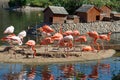 Pink flamingos by the pond