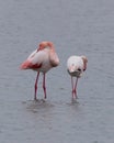 Pink flamingos resting in Vistonida lake, Rodopi, Greece