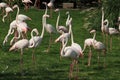 Pink flamingos in the Rotterdam Zoo Blijdorp around a water pool