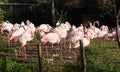 Pink flamingos at Rotterdam Zoo