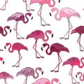 Pink flamingos seamless pattern. Vector illustration on white background