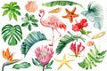 Pink flamingos, seashells, starfish, flowers and leaves watercolor. Beach tropical floral, jungle design Royalty Free Stock Photo