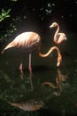 Pink Flamingos in Sunken Gardens, St. Petersburg, FL