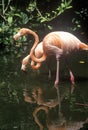 Pink Flamingos in Sunken Gardens, St. Petersburg, FL