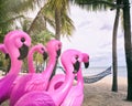 Pink flamingos on the tropical beach. Royalty Free Stock Photo