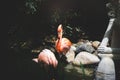 Pink Flamingos Royalty Free Stock Photo