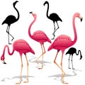 Pink Flamingos Vector illustration. Isolated Decorative design elements. Exotic Bird. Flamingo Shapes. Royalty Free Stock Photo