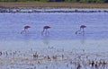 Pink Flamingos wading through a Camargue lagoon Royalty Free Stock Photo