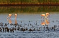 Pink Flamingos wading through a Camargue lagoon