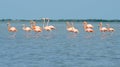 Pink flamingos walking in the lagoon.