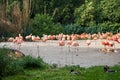 Pink flamingos walking near