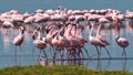 Pink flamingos walks on the water