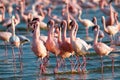 Pink flamingos walks on the water