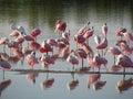 Pink Flamingos In The Water