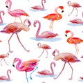 Pink flamingos a white background. Royalty Free Stock Photo