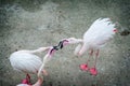 Pink flamingos in the wild. Dating games flamingo.