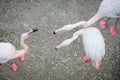 Pink flamingos in the wild. Dating games flamingo.