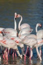 Pink flamingos in the wild