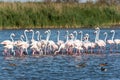 Pink flamingos in the wild