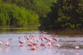 Pink flamingos in the wild.