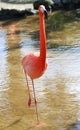 Pink flamingos, wild life Royalty Free Stock Photo