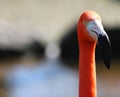 Pink flamingos, wild life Royalty Free Stock Photo