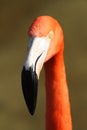 Pink flamingos, wild life Royalty Free Stock Photo