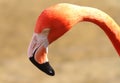 Pink flamingos, wild life Royalty Free Stock Photo