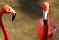 Pink flamingos, wild life Royalty Free Stock Photo