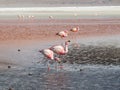 Pink flamingos in wild nature of Bolivia, Eduardo Avaroa National Park Royalty Free Stock Photo