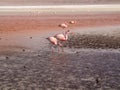 Pink flamingos in wild nature of Bolivia, Eduardo Avaroa National Park Royalty Free Stock Photo