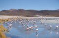 Pink flamingos in wild nature of Bolivia Royalty Free Stock Photo