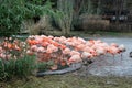 Pink flamingos in winter at the Prague Zoo.