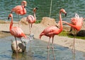 Pink flamingos at the zoo Royalty Free Stock Photo