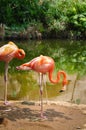 Pink Flamingos at the zoo, Cali, Colombia Royalty Free Stock Photo