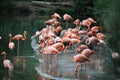 Pink Flamingos at the zoo, Cali, Colombia Royalty Free Stock Photo