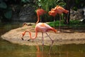 Pink Flamingos at the zoo, Cali, Colombia Royalty Free Stock Photo