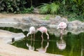 Pink flamingos at the zoo in Loro Park , Puerto de la Cruz Royalty Free Stock Photo