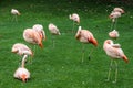 Pink flamingos at the zoo in Loro Park , Puerto de la Cruz Royalty Free Stock Photo